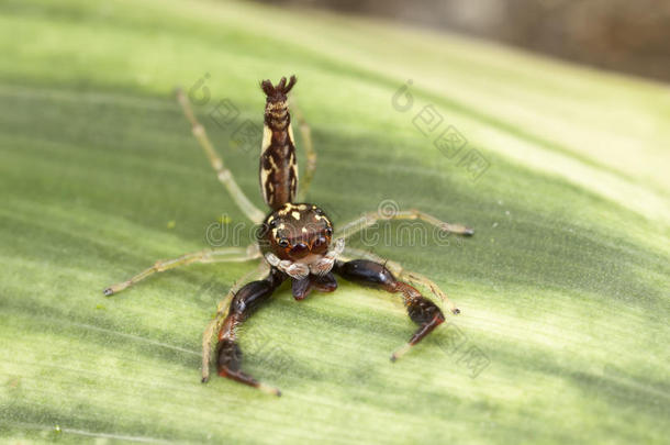防御模式下模拟蝎子跳跃的蜘蛛
