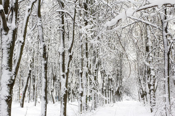 冬季积雪森林景观