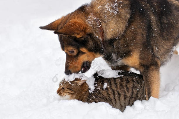 雪中的猫狗