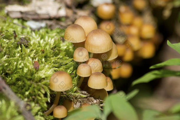 冬季树木上生长的薄壳苔藓的位置估计。