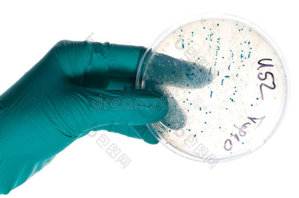 细菌菌落培养皿