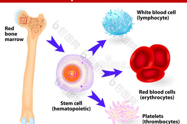 干细胞与造血