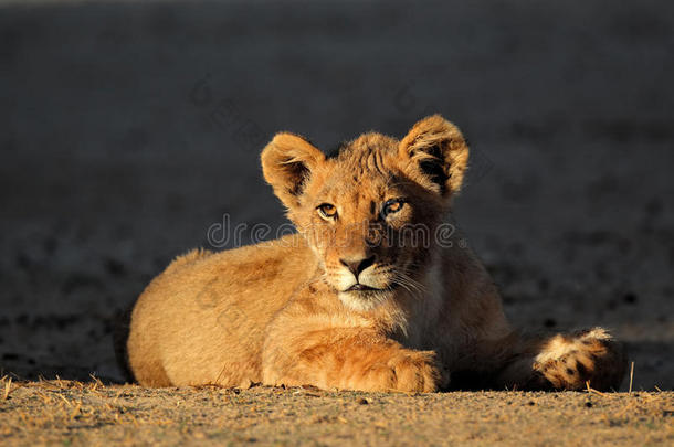 非洲小狮子