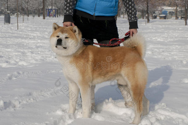 汉德勒和他的秋田犬