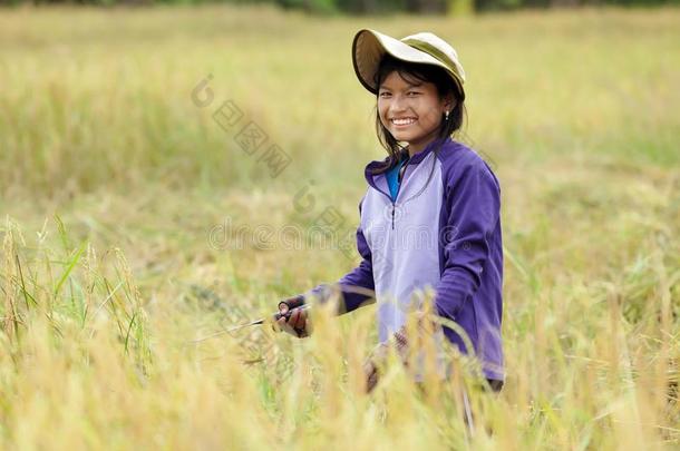 收割水稻的女孩