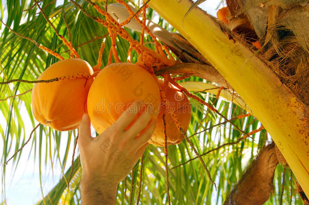 摘椰子