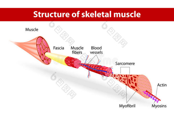 骨骼肌结构