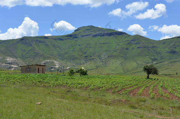 莱索托传统农庄