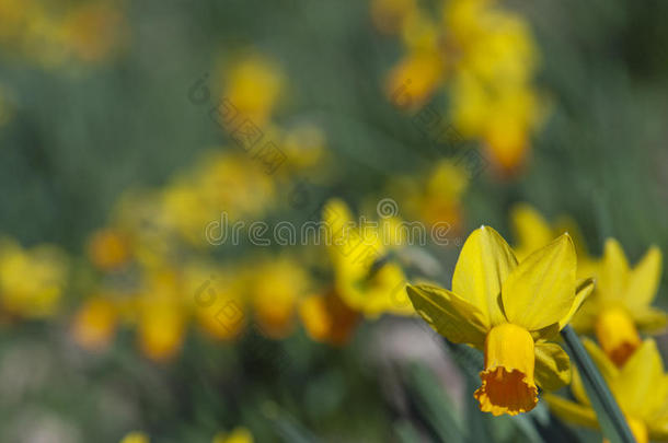 春花水仙花