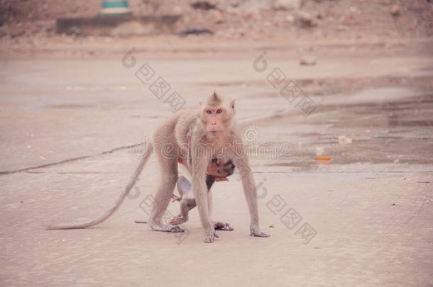 猴子喂孩子