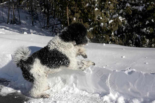雪滩黑白标准贵宾犬