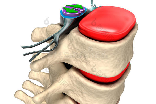 有神经和椎间盘的脊柱。