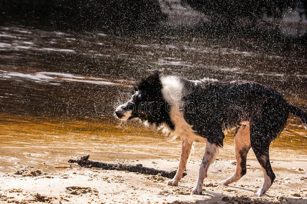 边境牧羊犬<strong>摆脱</strong>水的冻结运动
