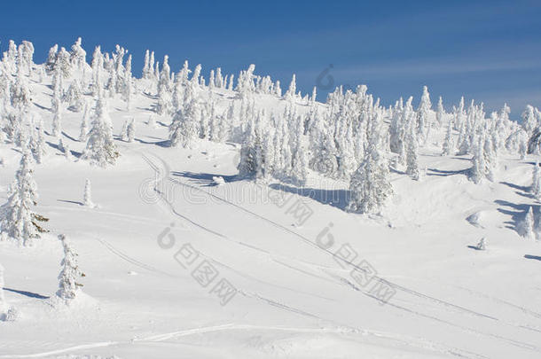 冬季雪景中的树木