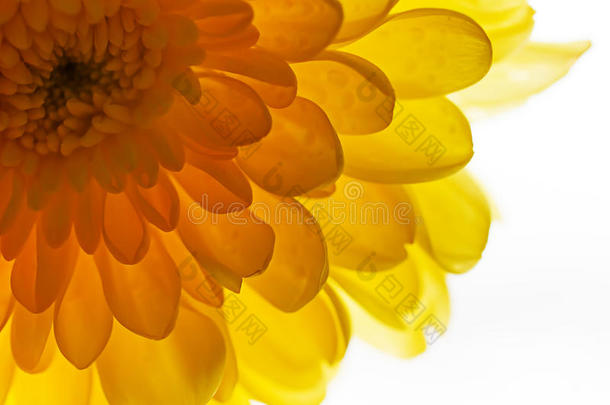 淡黄色菊花背景