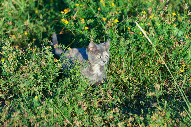 斑点蓝猫