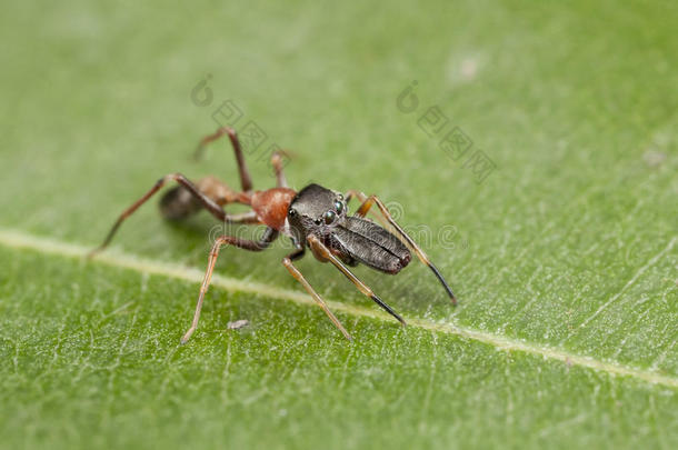 仿蚂蚁蜘蛛（myrmarachne）：侧视图