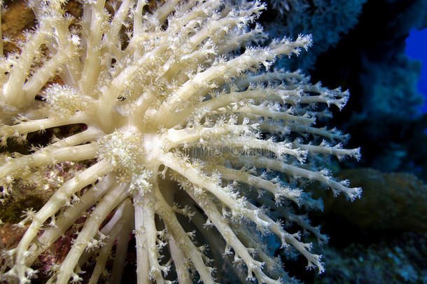 热带海底美丽的白色软珊瑚珊瑚礁