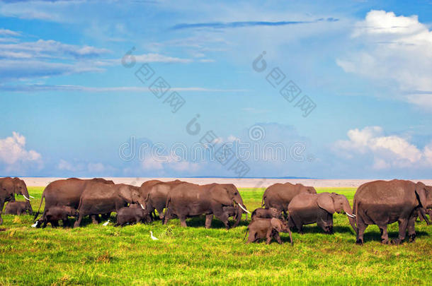 大象在大草原上成群。非洲肯尼亚安博塞利野生动物园