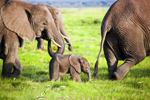 大草原上的大象<strong>家族</strong>。非洲肯尼亚安博塞利野生<strong>动物</strong>园