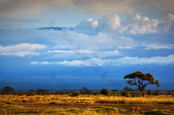 乞力马扎罗山。肯尼亚安博塞利的大草原