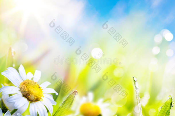 艺术抽象背景阳光下的草丛中的春天花