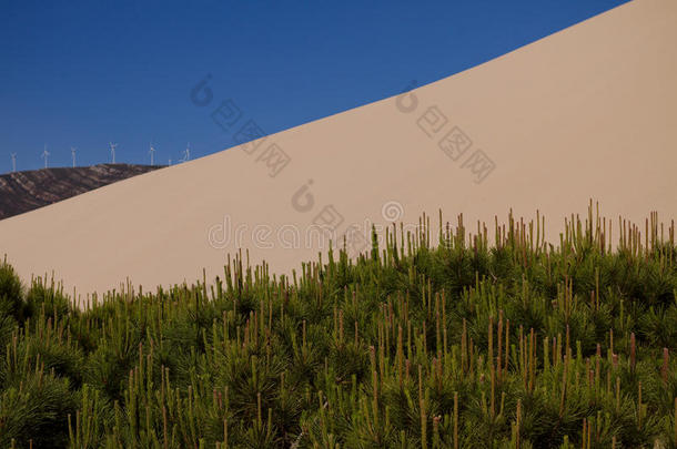 沙丘和树木