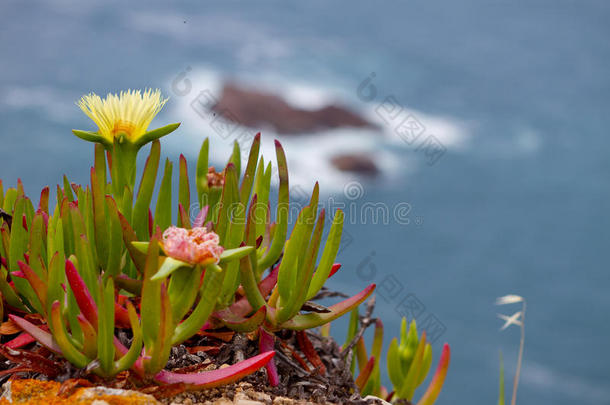 落基海花卉冰植物