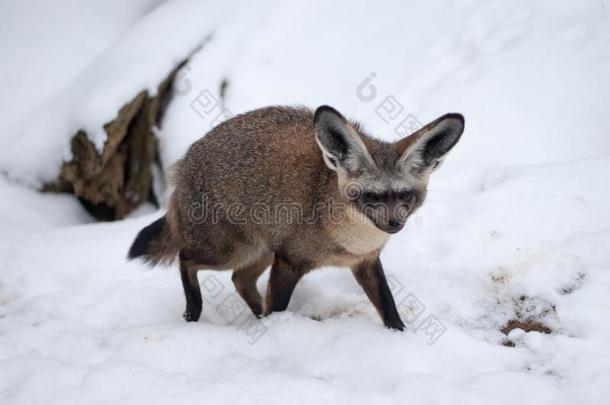 布拉格动物园雪地里的蝙蝠耳狐蝠
