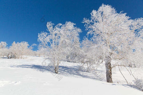 雪城树