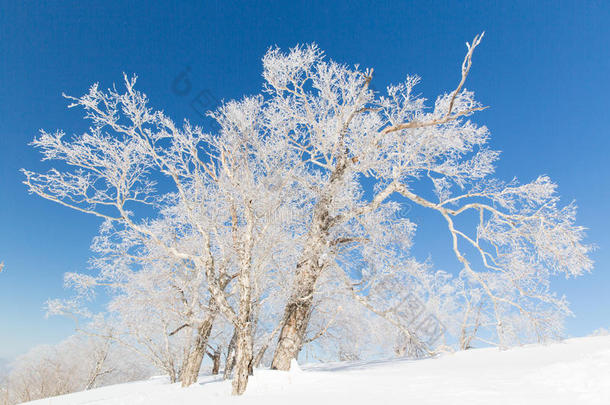 雪城树