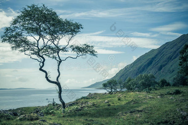 海岸上的孤独树