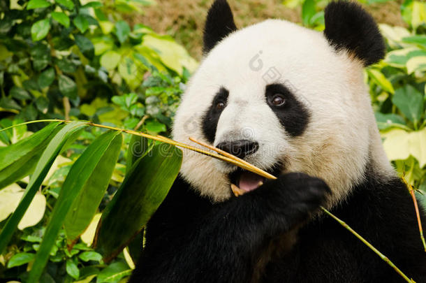 吃大熊猫