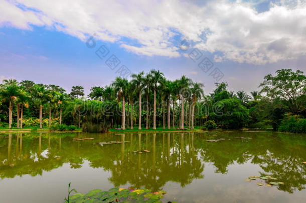 湖畔风景椰林