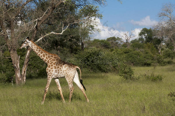 非洲荒野中的长颈鹿