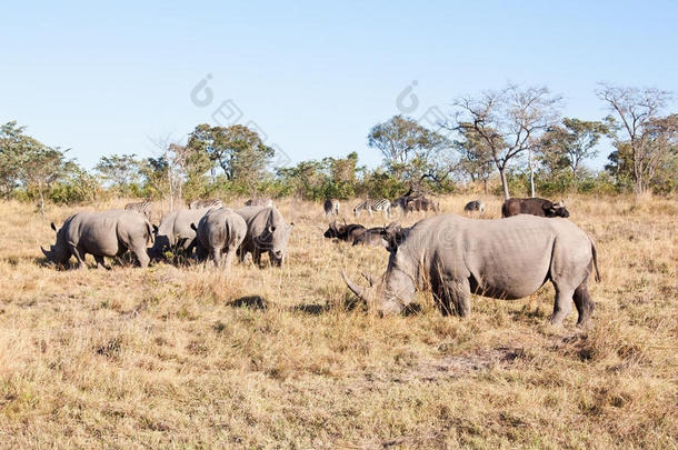 站在草地上的犀牛群