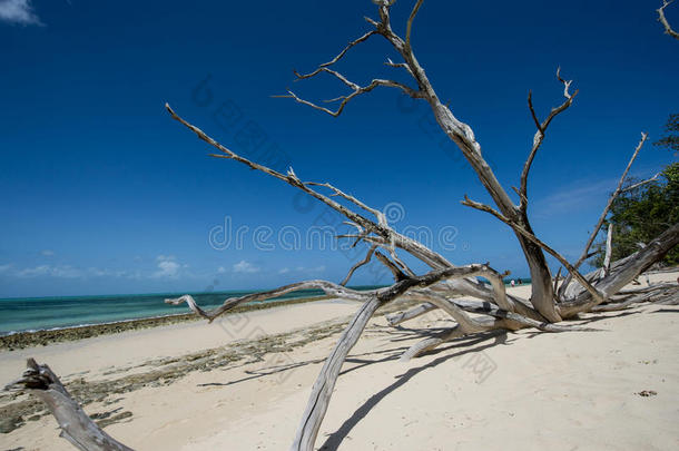 海边的古树