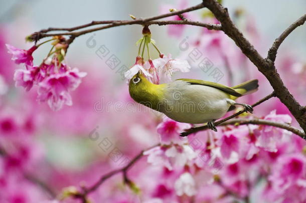 粉色樱花的日本白眼