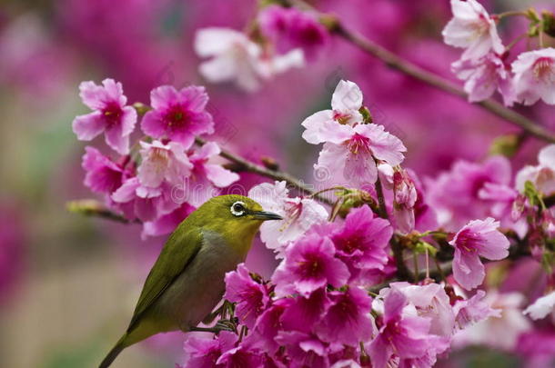 粉色樱花的日本白眼