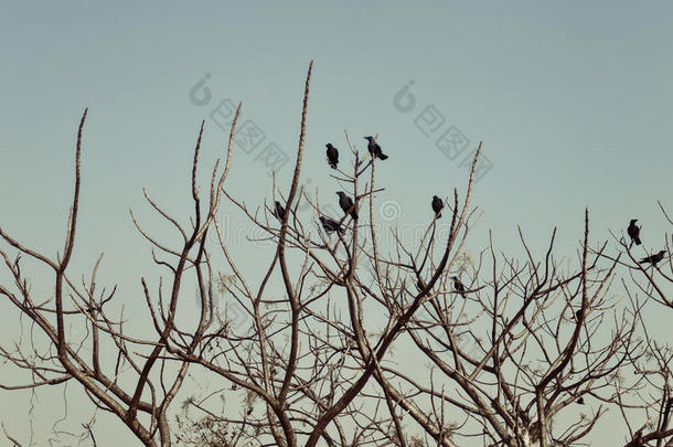 一群乌鸦坐在光秃秃的树枝上