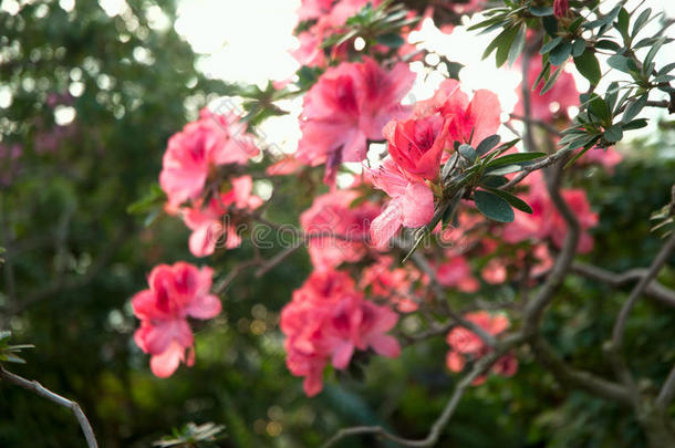 盛开的粉红色杜鹃花（杜鹃花）