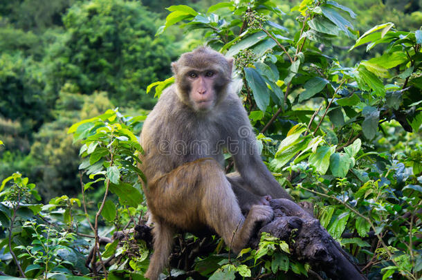 热带丛林树上的猴子