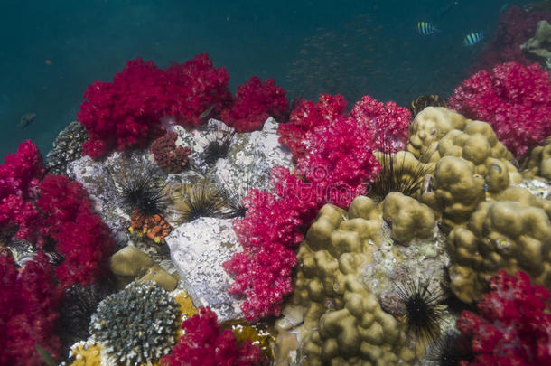 里皮岛的软珊瑚