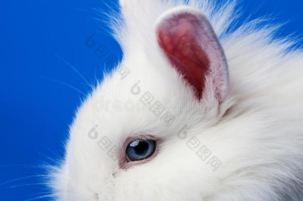 小白兔画像
