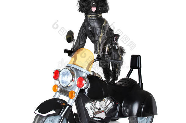 骑摩托车的狗