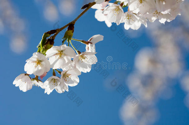 春日樱花映衬蓝天，特写