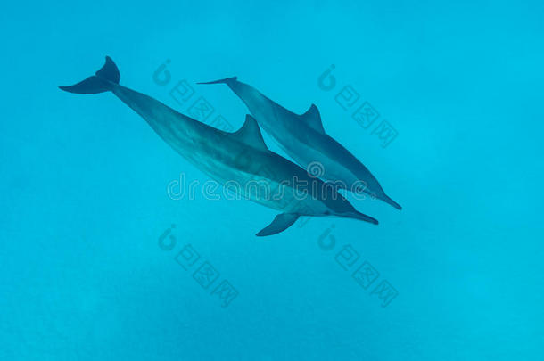 热带海域的几只海豚
