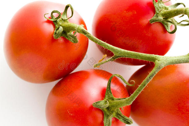 罗马番茄