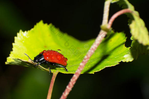 红叶甲虫
