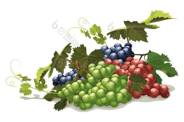 不同品种的葡萄，静物